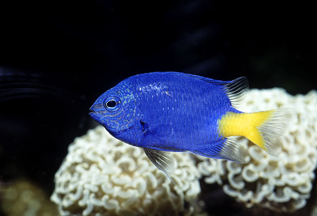 v1.1 Damselfish