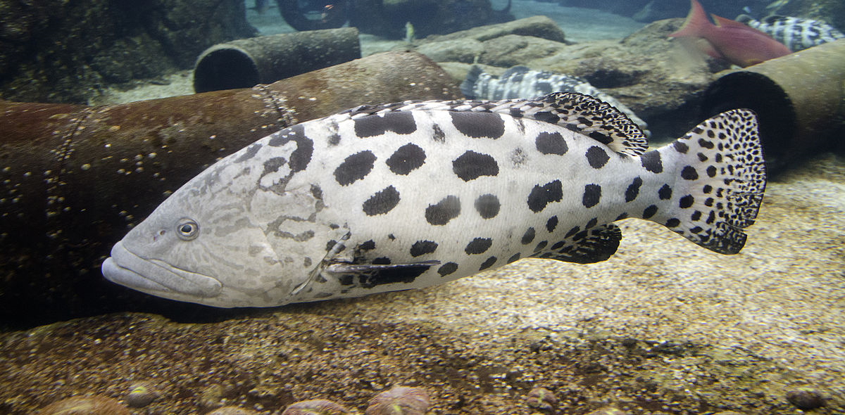 v1.2 Epinephelus tukula